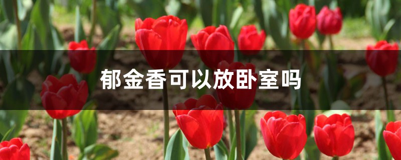 郁金香可以放卧室吗 郁金香可以放卧室吗