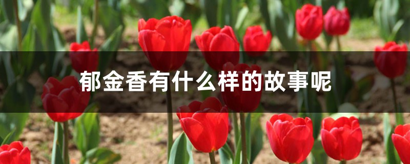 郁金香有什么样的故事呢 郁金香有什么样的故事呢
