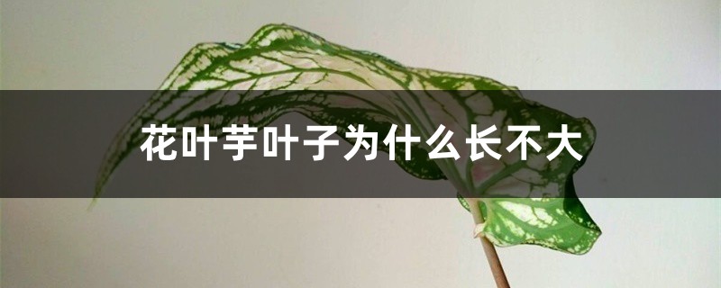 花叶芋叶子为什么长不大 花叶芋叶子为什么长不大