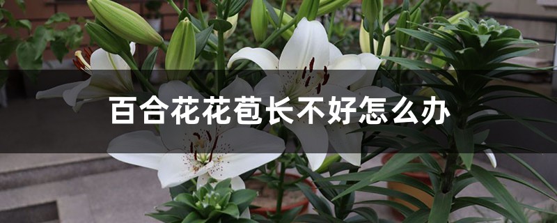 百合花花苞长不好怎么办 百合花花苞长不好怎么办