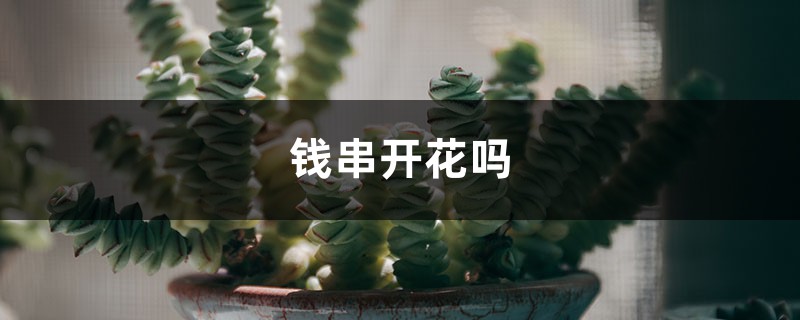 钱串开花吗 钱串开花吗