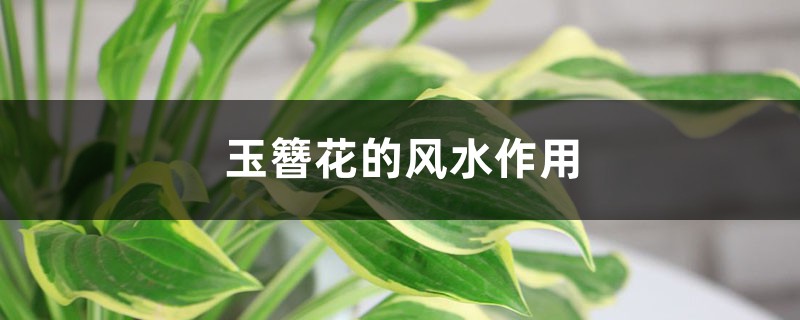 玉簪花的风水作用 玉簪花的风水作用