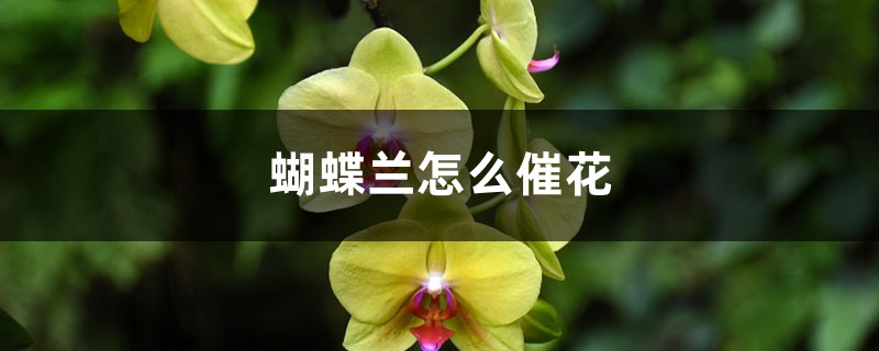 蝴蝶兰怎么催花 蝴蝶兰怎么催花