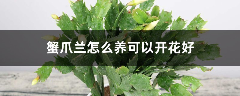 蟹爪兰怎么养可以开花好 蟹爪兰怎么养可以开花好