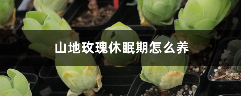 山地玫瑰休眠期怎么养 山地玫瑰休眠期怎么养