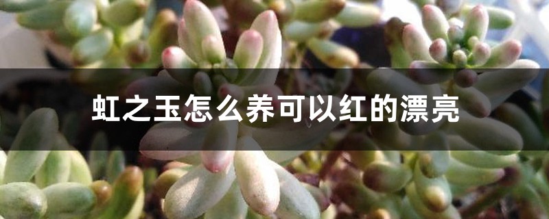 虹之玉怎么养可以红的漂亮 虹之玉怎么养可以红的漂亮