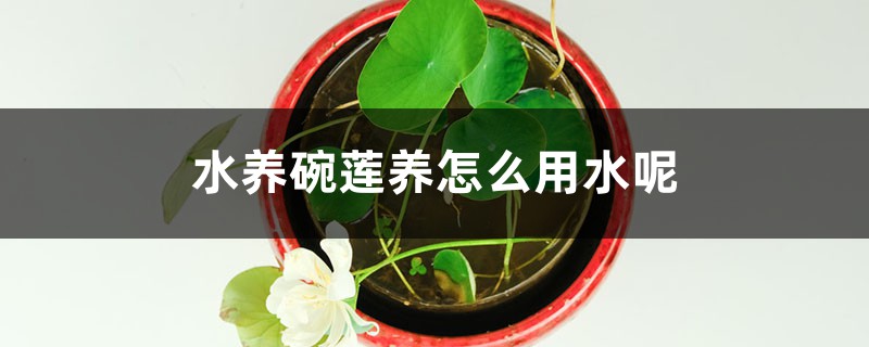 水养碗莲养怎么用水呢 水养碗莲养怎么用水呢