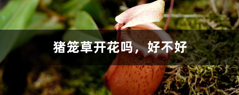 猪笼草开花吗,好不好 猪笼草开花吗,好不好