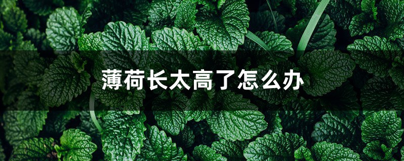 薄荷长太高了怎么办 薄荷长太高了怎么办