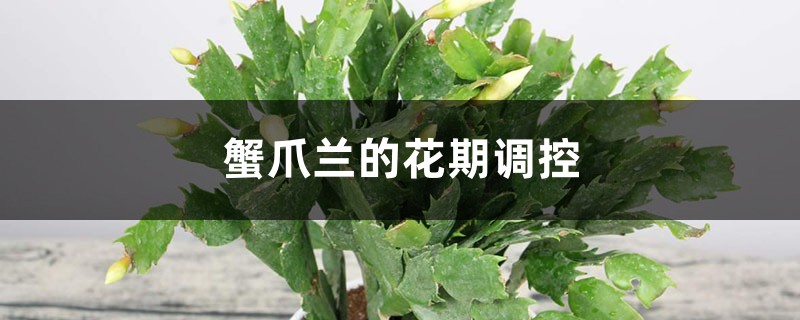 蟹爪兰的花期调控 蟹爪兰的花期调控