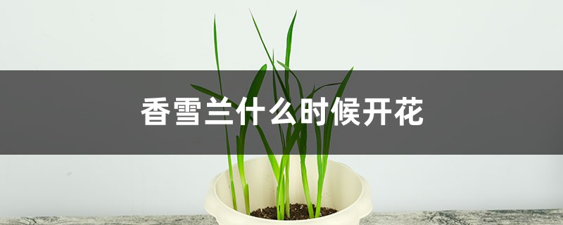 香雪兰什么时候开花 香雪兰什么时候开花