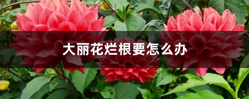 大丽花烂根要怎么办 大丽花烂根要怎么办