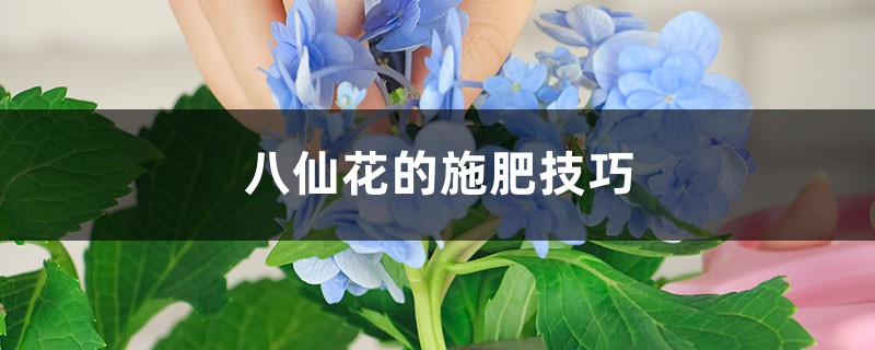 八仙花的施肥技巧 八仙花的施肥技巧