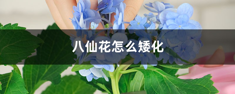 八仙花怎么矮化 八仙花怎么矮化