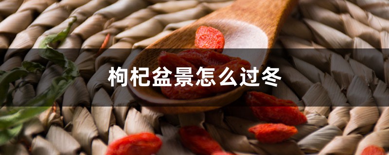 枸杞盆景怎么过冬 枸杞盆景怎么过冬