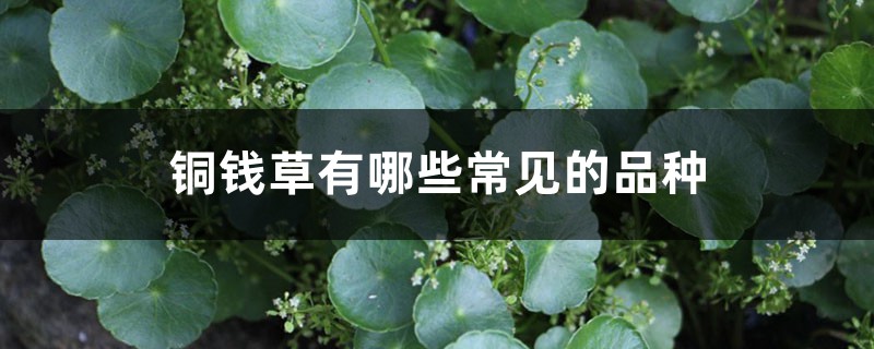 铜钱草有哪些常见的品种 铜钱草有哪些常见的品种
