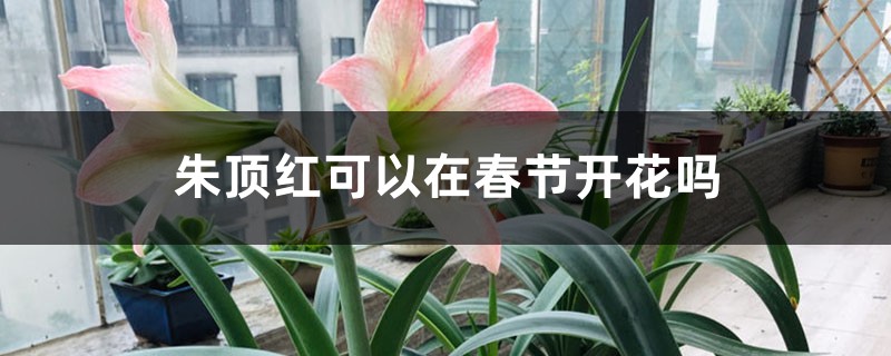 朱顶红可以在春节开花吗 朱顶红可以在春节开花吗
