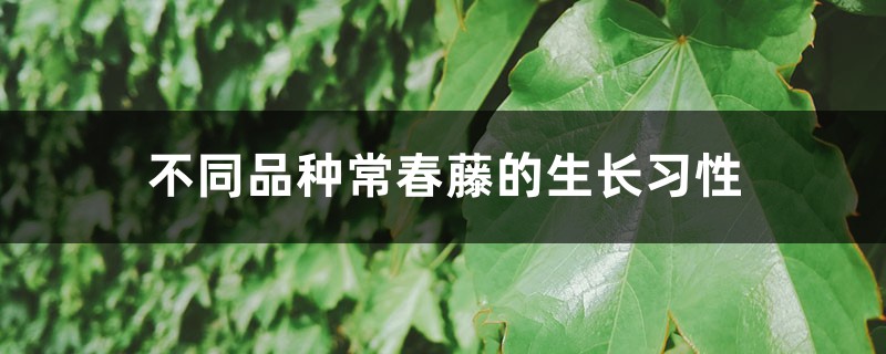 不同品种常春藤的生长习性 不同品种常春藤的生长习性