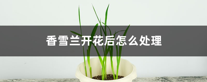 香雪兰开花后怎么处理 香雪兰开花后怎么处理