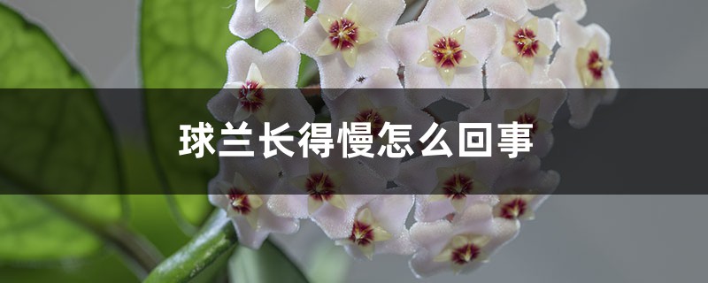 球兰长得慢怎么回事 球兰长得慢怎么回事