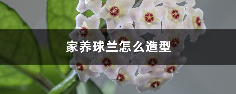 家养球兰怎么造型 家养球兰怎么造型