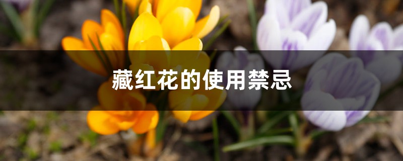 藏红花的使用禁忌 藏红花的使用禁忌