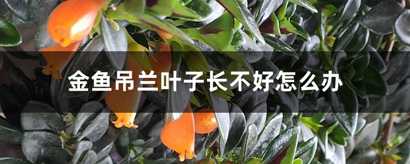金鱼吊兰叶子长不好怎么办 金鱼吊兰叶子长不好怎么办