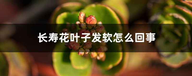 长寿花叶子发软怎么回事