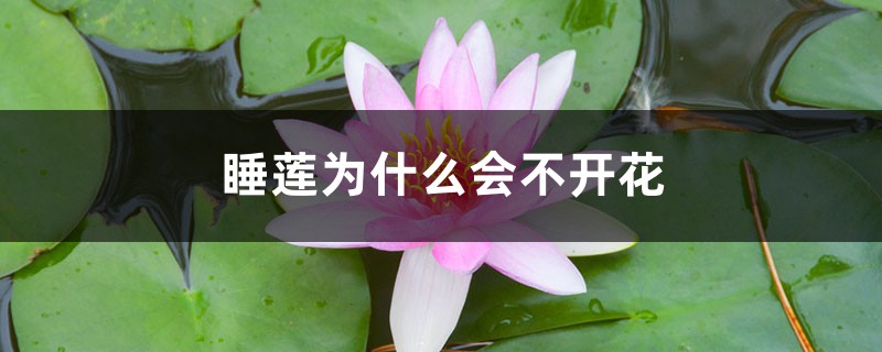 睡莲为什么会不开花 睡莲为什么会不开花