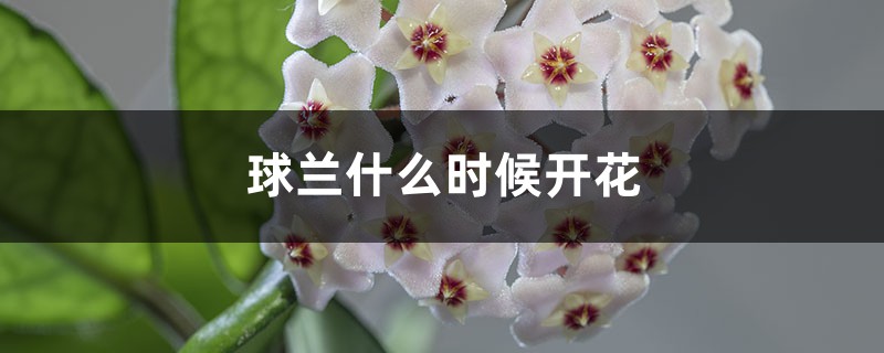 球兰什么时候开花 球兰什么时候开花