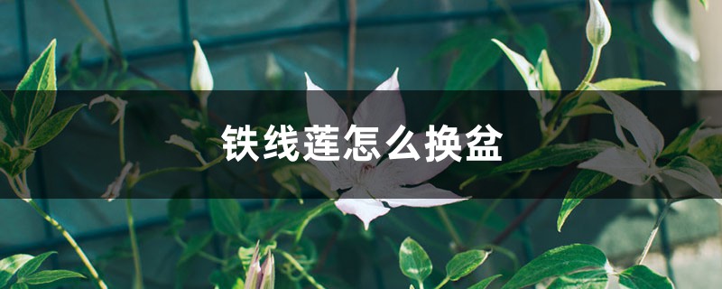 铁线莲怎么换盆 铁线莲怎么换盆