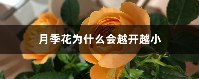 月季花为什么会越开越小 月季花为什么会越开越小
