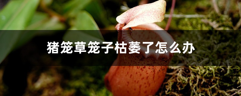 猪笼草笼子枯萎了怎么办 猪笼草笼子枯萎了怎么办