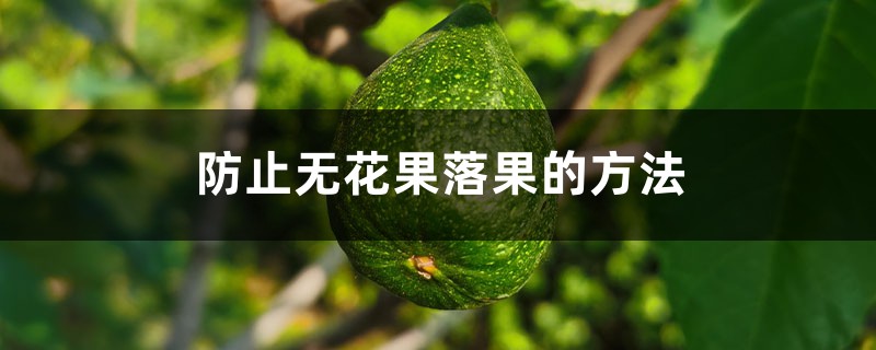 防止无花果落果的方法 防止无花果落果的方法