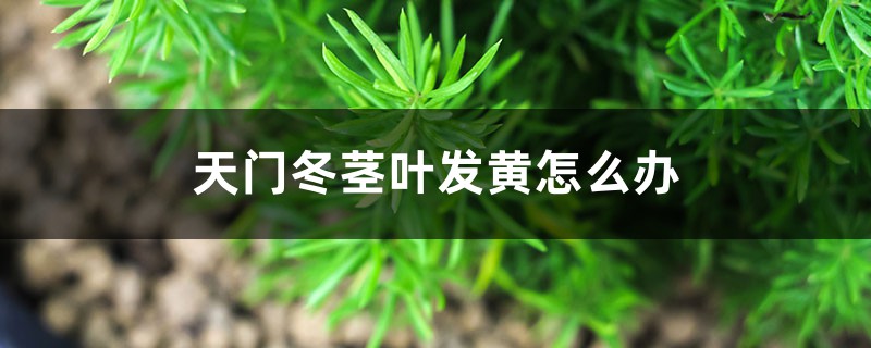 天门冬茎叶发黄怎么办 天门冬茎叶发黄怎么办
