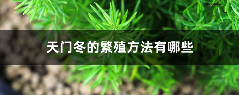 天门冬的繁殖方法有哪些 天门冬的繁殖方法有哪些