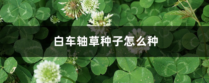 白车轴草种子怎么种 白车轴草种子怎么种