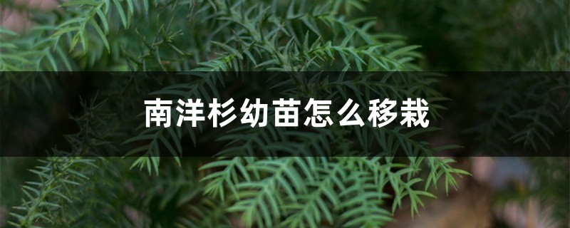 南洋杉幼苗怎么移栽 南洋杉幼苗怎么移栽