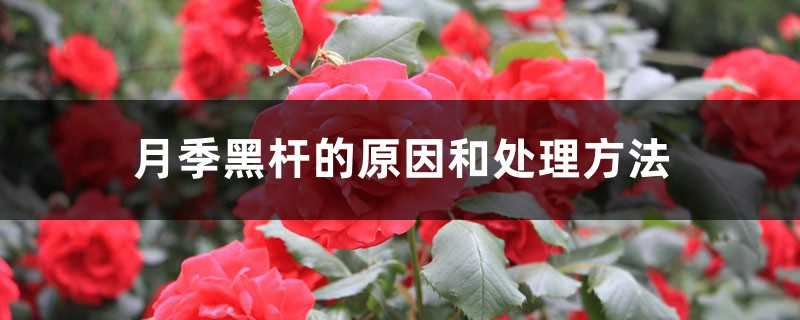 月季黑杆的原因和处理方法 月季黑杆的原因和处理方法
