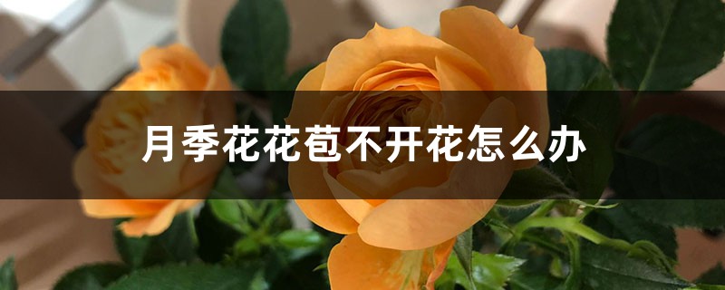 月季花花苞不开花怎么办 月季花花苞不开花怎么办