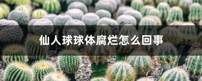 仙人球球体腐烂怎么回事 仙人球球体腐烂怎么回事