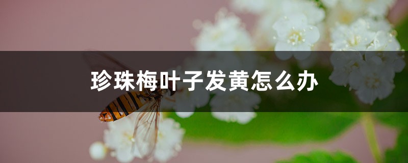 珍珠梅叶子发黄怎么办 珍珠梅叶子发黄怎么办