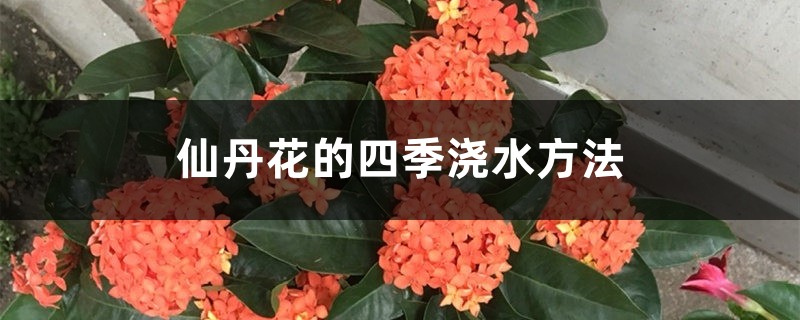 仙丹花的四季浇水方法 仙丹花的四季浇水方法