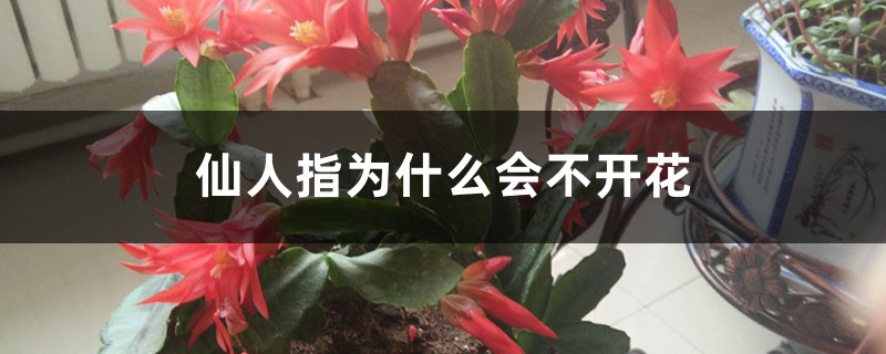 仙人指为什么会不开花 仙人指为什么会不开花
