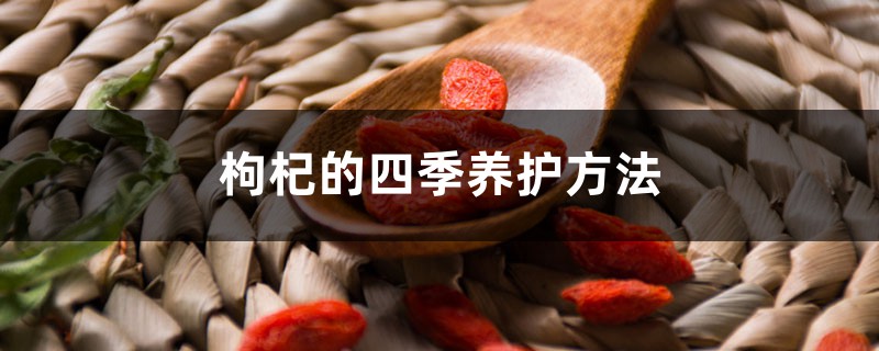 枸杞的四季养护方法 枸杞的四季养护方法