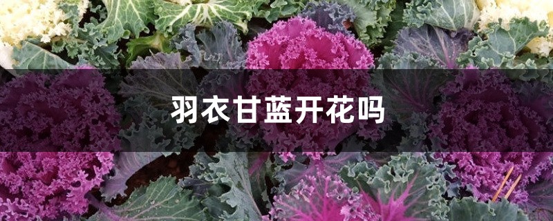 羽衣甘蓝开花吗 羽衣甘蓝开花吗