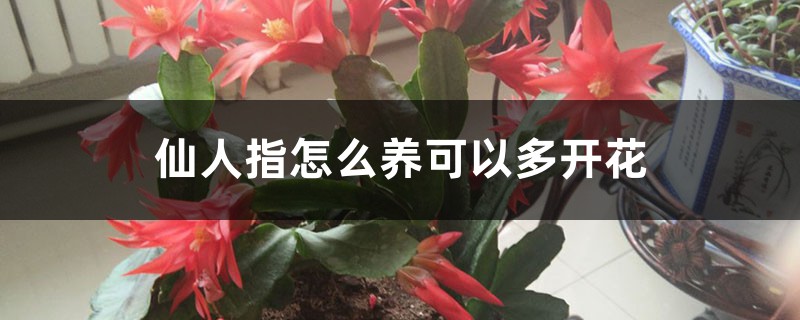仙人指怎么养可以多开花 仙人指怎么养可以多开花