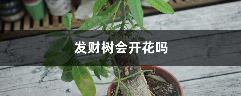 发财树会开花吗 发财树会开花吗