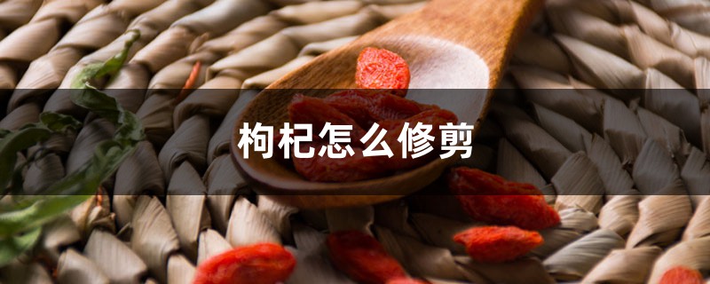 枸杞怎么修剪 枸杞怎么修剪