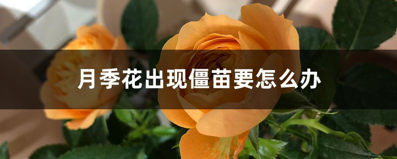 月季花出现僵苗要怎么办 月季花出现僵苗要怎么办